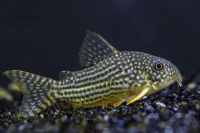 Corydoras Sterbai Nordrhein-Westfalen - Grevenbroich Vorschau