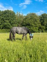 Stute , 3 Jährig , Klein Pferd Niedersachsen - Marklohe Vorschau