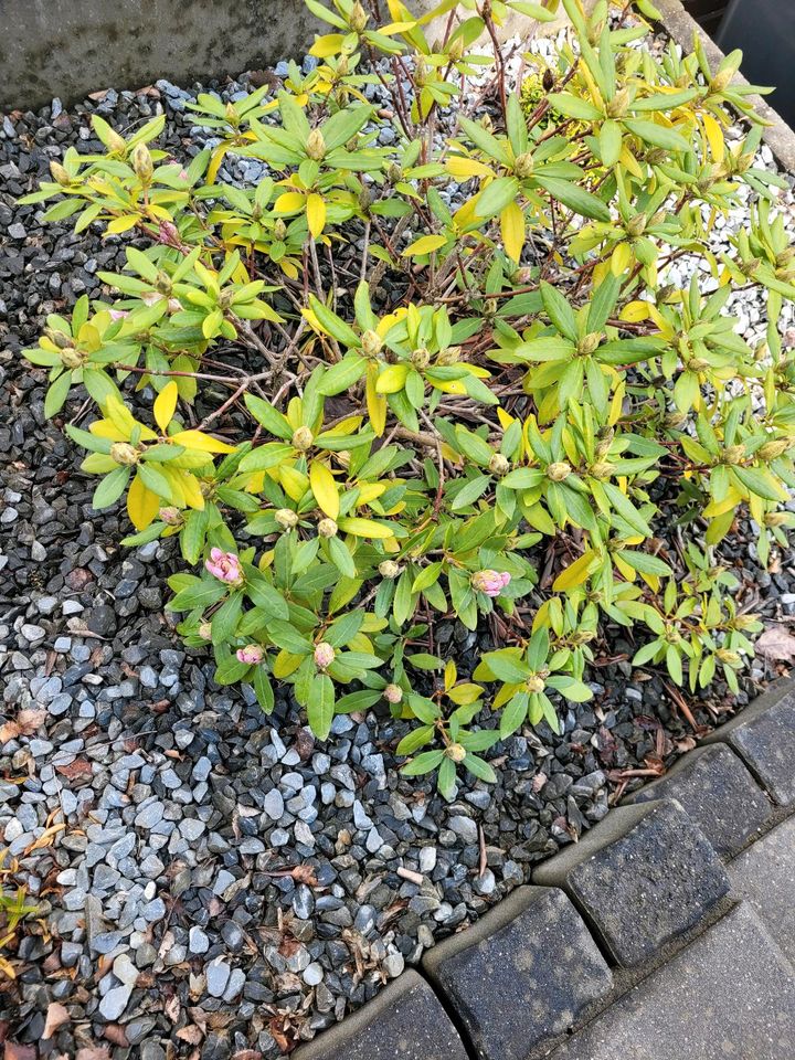 Rhododendron in Hemer