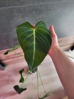 Philodendron "Glorious" Mutterpflanze Bayern - Haßfurt Vorschau