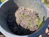 Grassoden / abgestochenes Gras mit Mutterboden Dortmund - Innenstadt-West Vorschau