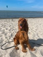 Hundebetreeung / Hundesitter gesucht Hamburg-Mitte - Hamburg St. Georg Vorschau