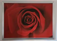 Bild „rote Rose“- Wandbild Thüringen - Waltershausen Vorschau