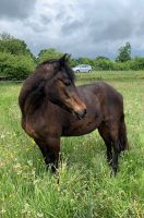 Pflegebeteiligung für tolle Ponystute Schleswig-Holstein - Bargteheide Vorschau