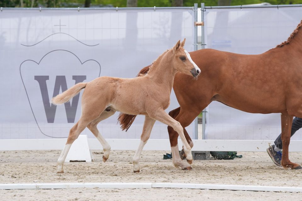 Deutsches Reitpony Ausdruckstarkes Hengstfohlen in Mettingen