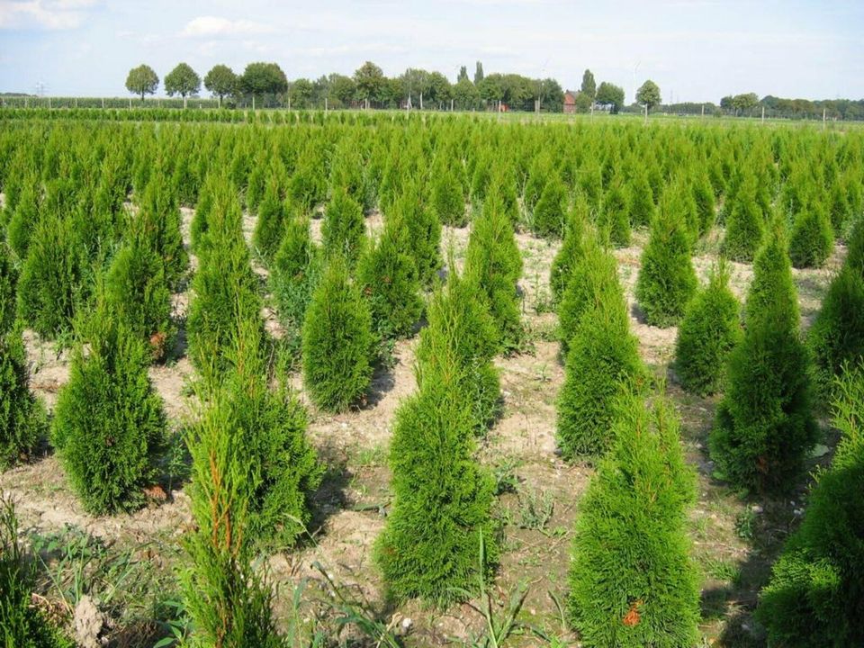 Thuja Smaragd - Lebensbaum, winterhart, Heckenpflanzen, immergrün in Willich