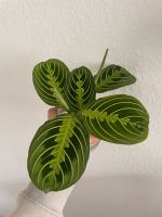 Verschiedene Ableger: Philodendron Syngonium Monstera Alocasia Nürnberg (Mittelfr) - Mitte Vorschau