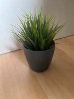 Deko Pflanze von Ikea Rheinland-Pfalz - Asbach Vorschau