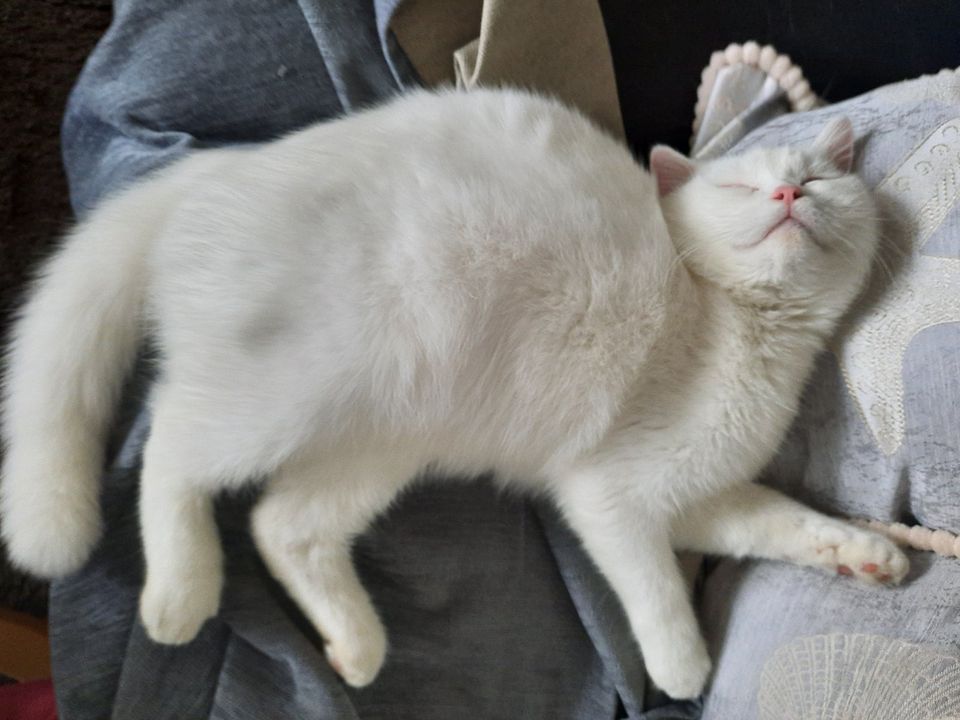 weiße Britisch Kurzhaar Katze ( Kater) in Oelde