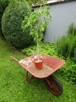 Antik, Vintage, Retro, Garten, Deko, Blumen, Shabby, Haus Hessen - Griesheim Vorschau