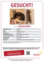 Katze Schneeflocke Altona - Hamburg Lurup Vorschau