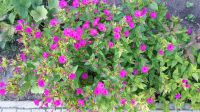 10 Samen Wunderblume pink Mirabilis Jalapa duftende Blüten Berlin - Tempelhof Vorschau