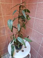 Zimmerpflanze: Epipremnum Pinnatum Cebu Blue Hessen - Oberursel (Taunus) Vorschau