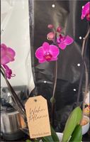 Orchidee, pink Thüringen - Heilbad Heiligenstadt Vorschau