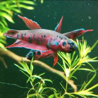 Betta rubra Wilde Kampffische Maulbrüter friedlich Sachsen-Anhalt - Frose Vorschau