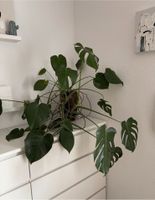 Monstera Pflanze im Topf Nordrhein-Westfalen - Südlohn Vorschau