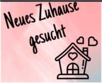 Suche 3 Zimmer Mietwohnung mit WBS in Köln Köln - Ehrenfeld Vorschau