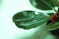 Bucephalandra Apple leaf Wasserpflanzen Frankfurt am Main - Nordend Vorschau