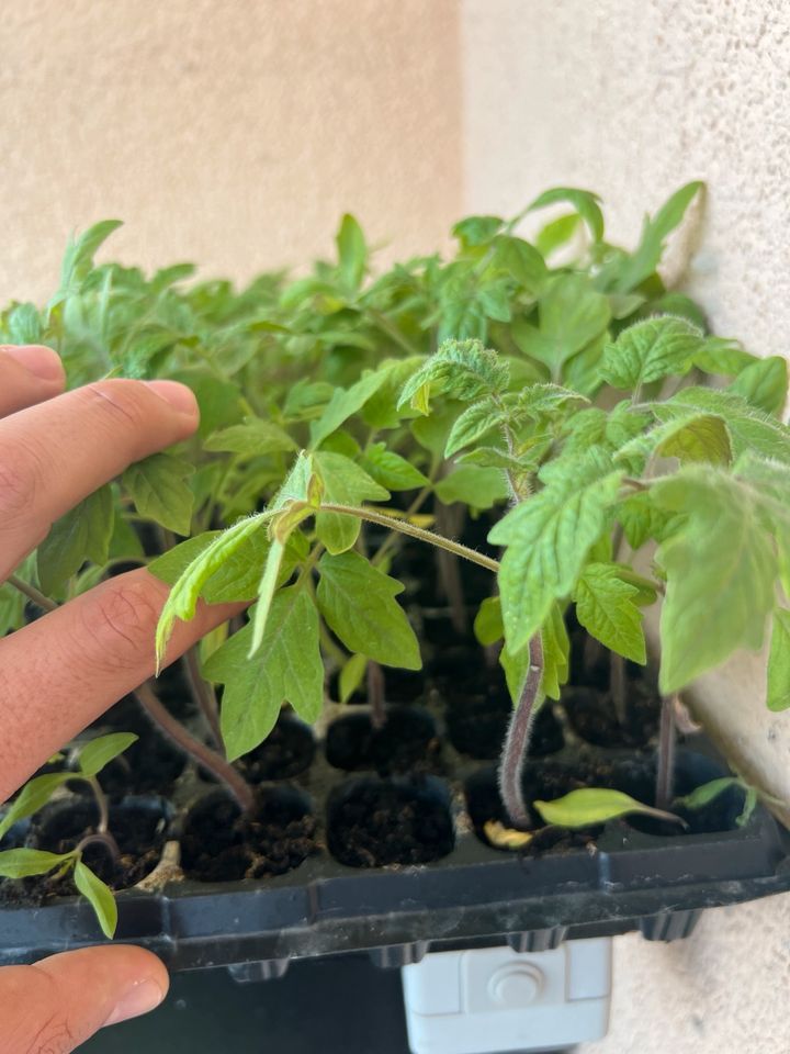 Türkische Fleischtomate Pflanzen Jungpflanze in Waghäusel