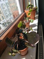 Pilea 5€ pro Stück München - Maxvorstadt Vorschau