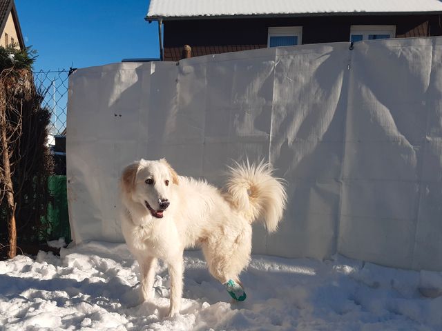 Verschmuster Handicap-Hund Zampo sucht sein Zuhause in Bornheim