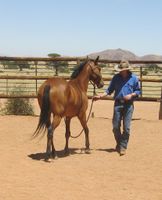 Horsemanship Eching am Ammersee - Eching Vorschau