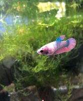 Betta Splendens Kampffisch Veiltail Female Dithmarschen - Tellingstedt Vorschau