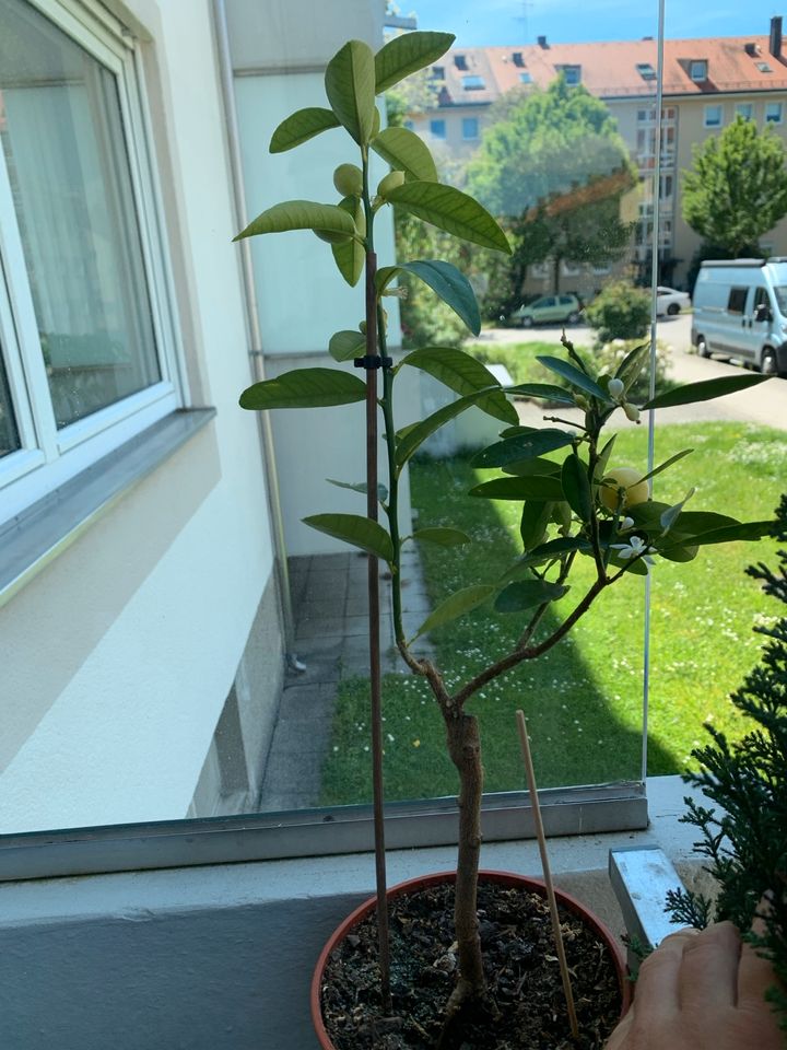 Kumquat Bäumchen Pflanzen mit Topf Garten Balkon in München