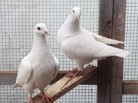 Weiße Tauben Hochzeit Zucht Baden-Württemberg - Fichtenau Vorschau