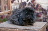 Meerschweinchen Lunkarya Bock Schwarz Thüringen - Camburg Vorschau