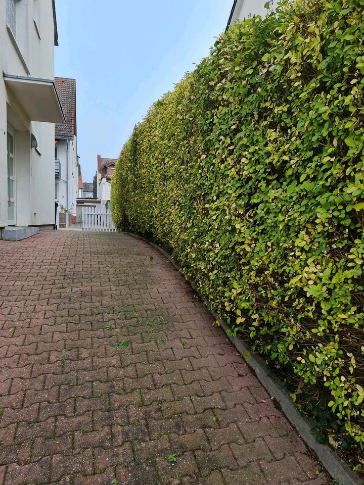 Hausmeisterservice / Gartenarbeiten in Frankfurt am Main