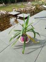 Wunderschöne Palme Yucca Bio Natur Pflanze fast zu verschenken München - Bogenhausen Vorschau