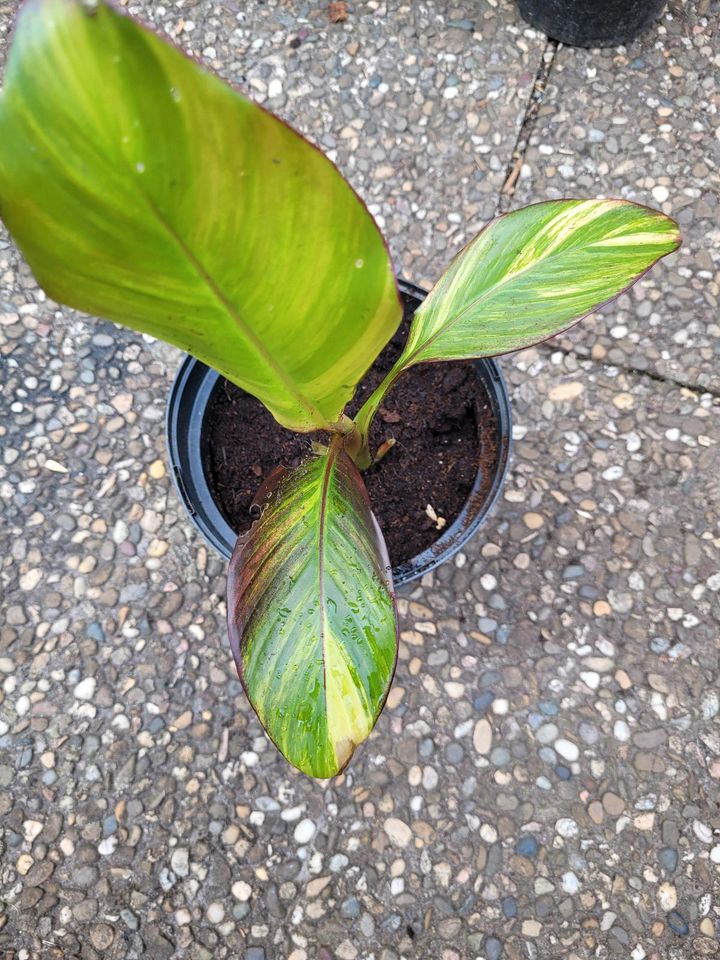 Ensete Maureli variegata in Haslach im Kinzigtal