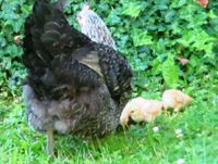 Bio Eier von glücklichen Hühnern Freilandhaltung Demeter Futter Niedersachsen - Söhlde Vorschau