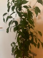 Birkenfeige Ficus pflegeleichte robuste Zimmerpflanze Berlin - Reinickendorf Vorschau