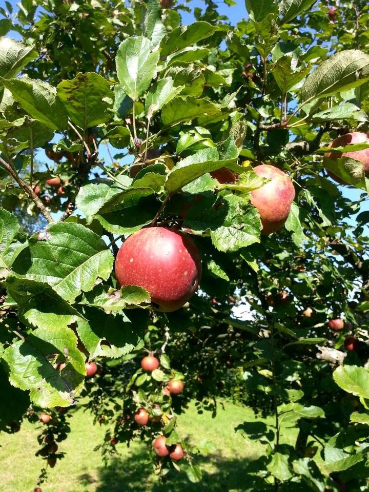 Bio Apfel-Birnen-Saft 5 Liter Bag-in-Box Apfelsaft (lieferbar) in Gäufelden