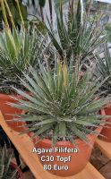 XXL Agave filifera Brandenburg - Bernau Vorschau