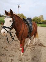 Liebe Pony Stute sucht Reitbeteiligung Rheinland-Pfalz - Hattgenstein Vorschau