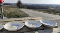 Pasta Teller Set mit 5 Teller fast geschenkt Bayern - Eichenau Vorschau