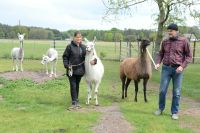 Lamas, Alpakas und Nandus auf der Wiese erleben Brandenburg - Neuhausen/Spree Vorschau