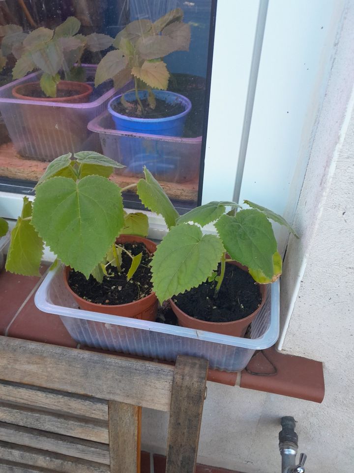 Paulownia Blauglockenbaum Kiribaum Co² Speicher in Annaburg