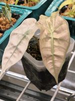 Alocasia Amazonica Variegated Nordrhein-Westfalen - Moers Vorschau