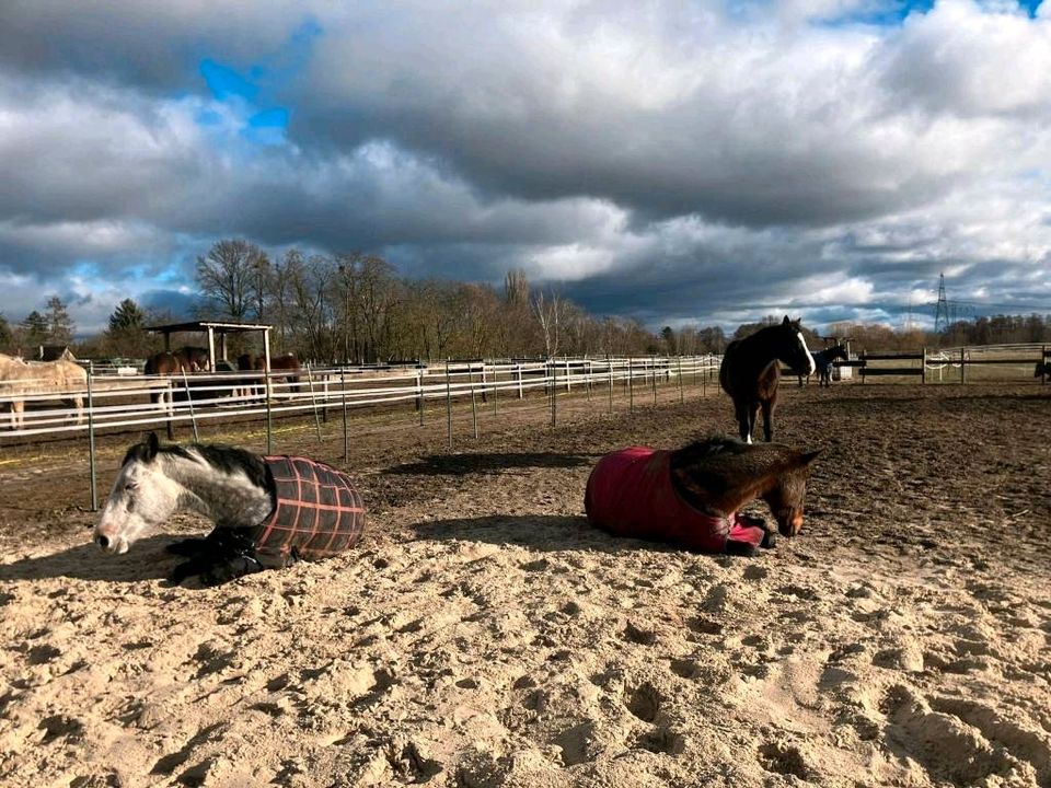 Offenstallplätze und Boxen frei! in Altlandsberg