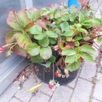 Erdbeerpflanzen im Alten Emalie Einkochtopf Niedersachsen - Rechtsupweg Vorschau