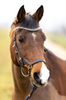 Pferd sucht liebevolles neues Zuhause Rheinland-Pfalz - Undenheim Vorschau