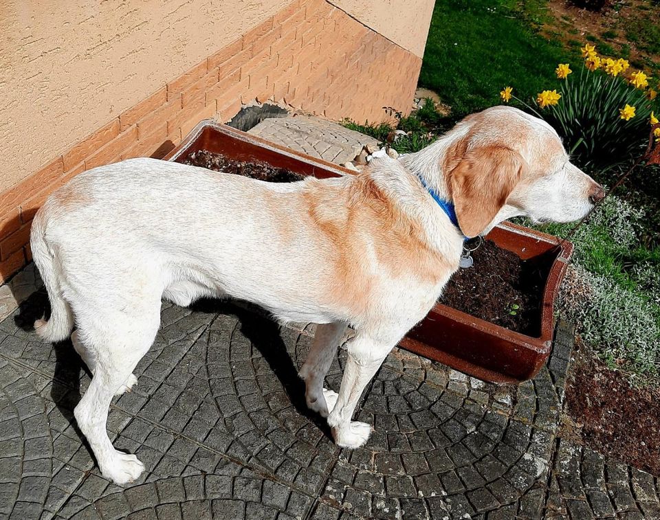 Lenny sucht nette Hunde-Freunde in Langgöns