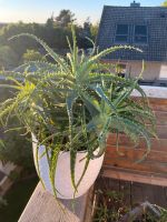 Aloe Vera Pflanze Niedersachsen - Harsum Vorschau