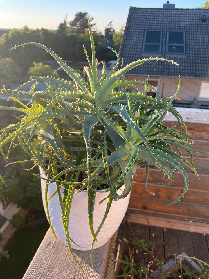 Aloe Vera Pflanze in Harsum