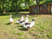 Gänse Geflügel Nordrhein-Westfalen - Höxter Vorschau