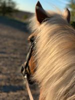 Reitbeteiligung Haflinger Stute Nancy Bad Doberan - Landkreis - Schwaan Vorschau